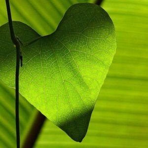 L’EDEV au service des jeunes, proche de nos 5èmes